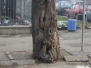 Ugrozenost drvoreda Banja Luka